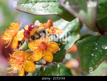 Une bourdon de Carder se nourrissant de fleurs jaunes et rouges d'Hypericum Albury Purple dans un jardin à Alsager Cheshire Angleterre unie Royaume-Uni Banque D'Images