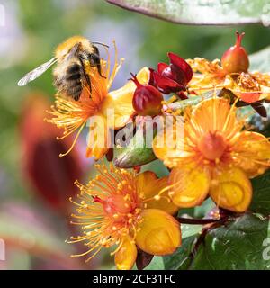 Une bourdon de Carder se nourrissant de fleurs jaunes et rouges d'Hypericum Albury Purple dans un jardin à Alsager Cheshire Angleterre unie Royaume-Uni Banque D'Images