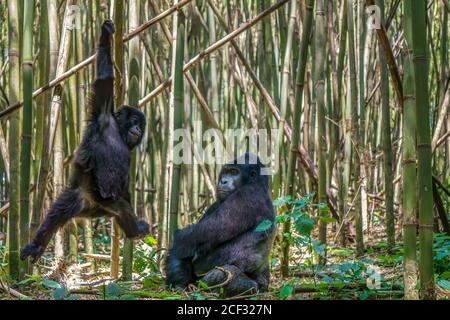 Une vue rare, comme un gorille de montagne argentée mâle regarde son fils jouer balançant sur une vigne dans une forêt de bambou au Rwanda. Banque D'Images