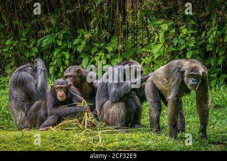 Comportement animal intéressant, avec l'accent sur le chimpanzé mâle adulte sur la droite ayant ses fesses soignées. Banque D'Images