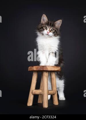 Joli tabby noir avec chaton Forestcat norvégien blanc, debout derrière un petit tabouret en bois. Pattes avant sur la surface. En regardant à côté de l'appareil photo Banque D'Images