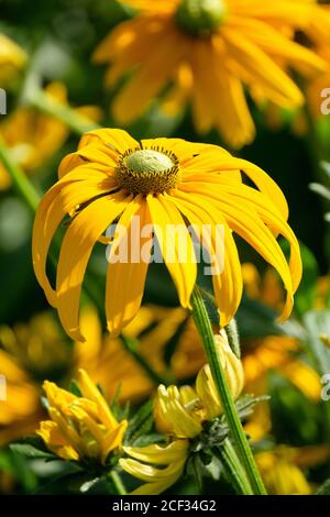 Rudbeckia hirta « yeux verts ». Rudbeckia 'Irish Eyes', Susan 'Irish Eyes' aux yeux noirs. Fleur jaune avec centre vert Banque D'Images