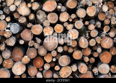 Pile de grumes hachées, East Garston, West Berkshire, Angleterre, Royaume-Uni, Europe Banque D'Images