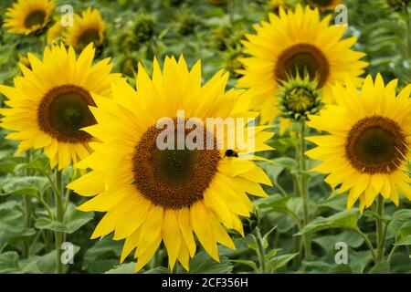 Tournesol jaune, West Berkshire, Angleterre, Royaume-Uni Banque D'Images