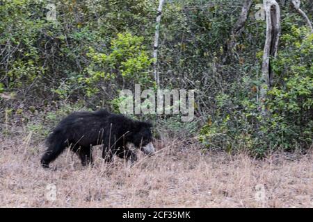 Ours sloth - Melursus ursinus, parc national de Wilpattu, Sri Lanka, safari asiatique. Banque D'Images