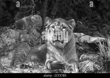 Lion asiatique féminin (Panthera leo persica) Bristol Zoological Gardens. Août 2019. Banque D'Images