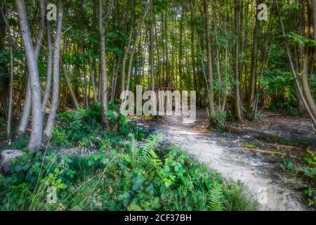 Maison d'Eeyore, forêt, East Sussex, Royaume-Uni Banque D'Images