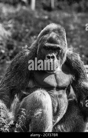 Adulte Gorilla de l'ouest des basses terres (Gorilla gorilla gorilla) captive Bristol Royaume-Uni. Août 2019 Banque D'Images