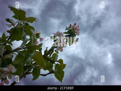 La pomme blanche et rose fleurit au début du printemps. Banque D'Images