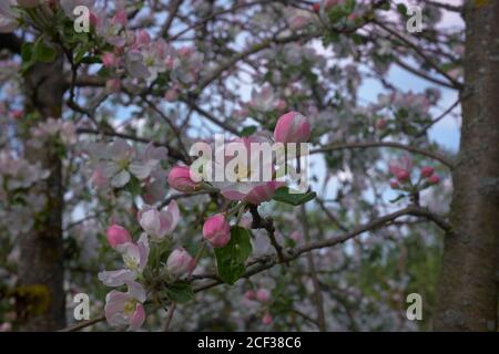 La pomme blanche et rose fleurit au début du printemps. Banque D'Images