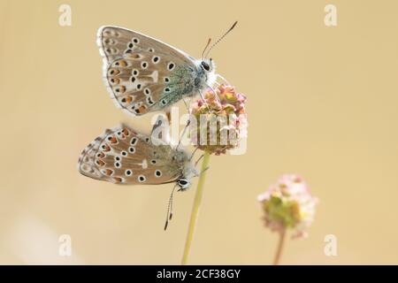Les papillons bleus Adonis (Polyommatus bellargus) se côtoient. Sussex, Royaume-Uni. Banque D'Images