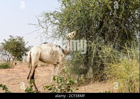 NIGER, Maradi, village Dan Bako, désertification, chameau ayant des feuilles d'arbre épineux Banque D'Images