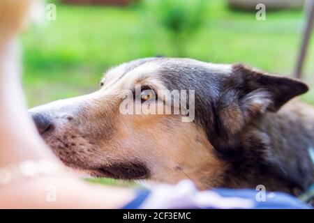 chien regarde l'animal de compagnie préféré du propriétaire foyer sélectif Banque D'Images