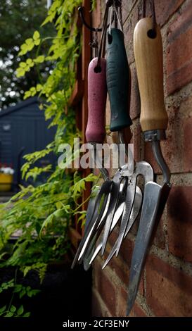 Outils à main, fourchettes et truelle en acier inoxydable pour jardiniers, accrochés à la corde sur un mur de briques avec une wisteria qui grandit en treillis et un abri de jardin en arrière-plan. Banque D'Images
