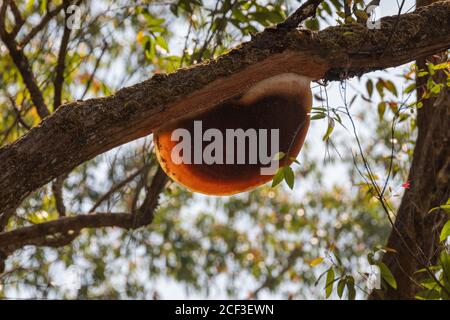 Une grande mais vide ruche d'abeille sur les branches supérieures d'un arbre et dans la nature. Banque D'Images
