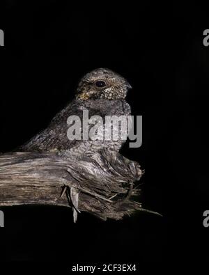 Une charmante boîte de nuit Jungle (Caprimulgus indicus), perchée au bord d'une bûche et parfaitement camouflée pour éviter les prédateurs. Banque D'Images