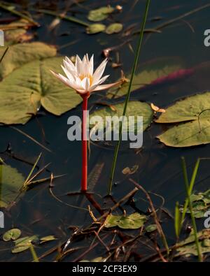 Un seul beau nénuphar blanc en pleine fleur et avec une longue tige rouge, dans un étang. Banque D'Images