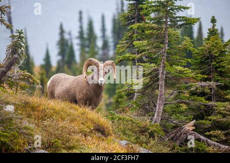 Mouflons, Logan Pass, Glacier National Park, Montana Banque D'Images