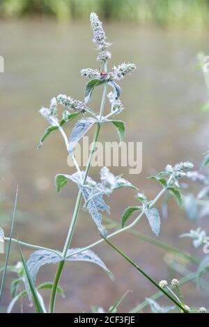 Monnaie de cheval (mentha longifolia) dans un jardin Banque D'Images