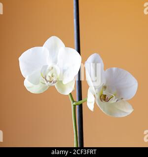 Deux orchidées blanches sur fond jaune Banque D'Images