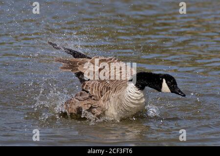 Bernache du Canada (branta canadensis) baignade Banque D'Images