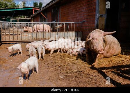 Willich, Rhénanie-du-Nord-Westphalie, Allemagne - l'agriculture biologique NRW, les porcs biologiques, la mère truie de porcelets, se trouvent sur la paille dans le porcely ouvert sur le Stautenh Banque D'Images