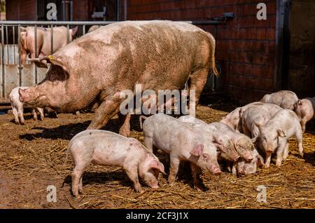 Willich, Rhénanie-du-Nord-Westphalie, Allemagne - l'agriculture biologique NRW, les porcs biologiques, la mère truie de porcelets, se trouvent sur la paille dans le porcely ouvert sur le Stautenh Banque D'Images