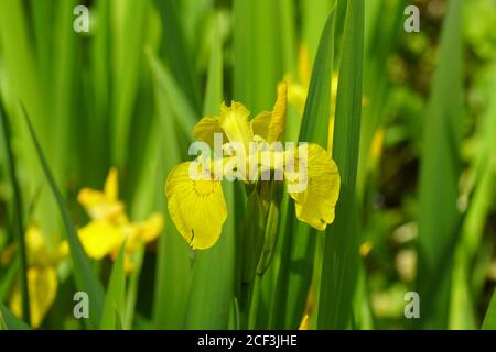Fleurs de drapeau jaune, iris jaune ou drapeau d'eau (Iris pseudacorus) de la famille des Iridaceae près d'un étang dans un jardin hollandais. Fin du printemps. Juin Banque D'Images