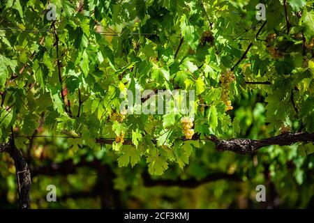 De nombreux vins jaunes verts Grechetto raisins suspendus sur le bouquet de vigne sous la vigne à Assisi, Ombrie Italie vignoble cave à la lumière du soleil de près Banque D'Images