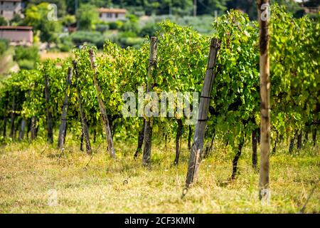 Rangées de raisins Grechetto fruit accroché grappe de vigne à Assisi, Ombrie Italie vignoble avec des bâtiments en arrière-plan Banque D'Images