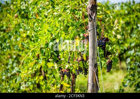 Des rangées de raisins de vin rouge violet ont été rapprochées de grappes de fruits accrochées à la vigne en Ombrie, Italie vignoble campagne viticole pendant la journée ensoleillée d'été Banque D'Images