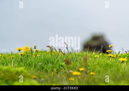 Gros plan de fleurs de pissenlit jaune à Vik, en Islande, avec des pétales colorés en fleurs et un fond de bokeh flou de ciel nuageux gris couvert et de roche Banque D'Images