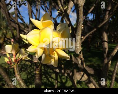 Fleurs jaunes de plumeria dans jardin exotique.flore tropicale de l'île Maurice. Une plante au parfum incroyable, Frangipani, en gros plan. Belle nature tropicale. Banque D'Images