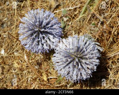 Plante sauvage echinops poussant dans la steppe de Crète. Grandes fleurs rondes bleues séchées. Globes échinops ritro. Fleurs sèches du désert. Banque D'Images