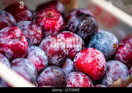 Gros plan de prunes italiennes fraîches mûres, bleues et pourpres, sur le marché agricole d'Orvieto, en Italie, pendant l'été dans une caisse Banque D'Images