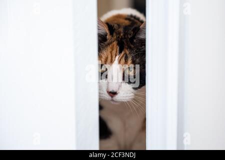 Drôle d'expression visage de femme calico chat entrer dans la chambre poussant la porte hors de la manière avec la tête, malin coupable chaton dans la maison à l'intérieur de la maison Banque D'Images