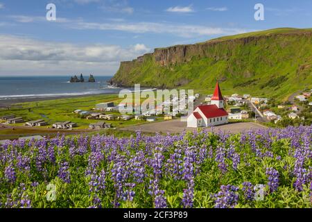 L'église de Vík au village de Vík í Mýrdal et les lupins fleuris en été, en Islande Banque D'Images