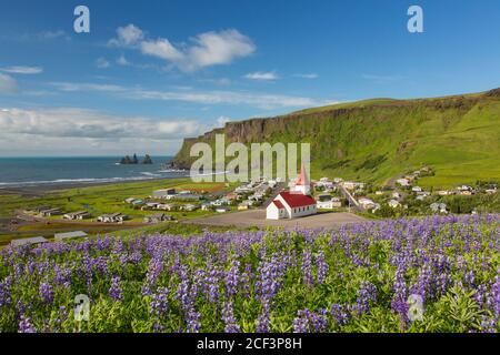 L'église de Vík au village de Vík í Mýrdal et les lupins fleuris en été, en Islande Banque D'Images