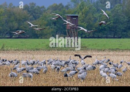 Troupeau de grues communes / grue eurasienne (Grus Grus) groupe d'atterrissage pour se nourrir sur le champ de chaume en automne / automne, Mecklembourg-Poméranie occidentale, Allemagne Banque D'Images