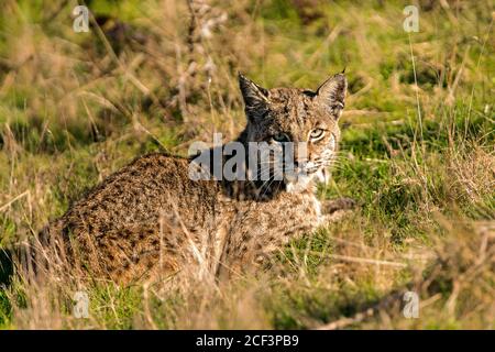 Bobcat dans l'herbe Banque D'Images