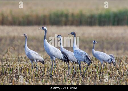 Troupeau de grues communes / grue eurasienne (Grus Grus) recherche de groupe sur le terrain de chaume en automne/automne Banque D'Images