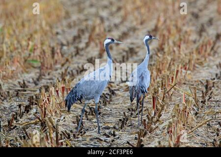 Deux grues communes / grue eurasienne (Grus Grus) recherche de couple sur terrain de chaume en automne/automne Banque D'Images