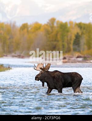 bull orignal traversant la rivière Banque D'Images