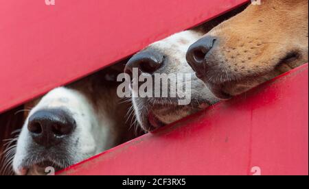 Hounds de la chasse de Belvoir attendant au début de le jour de la chasse Banque D'Images