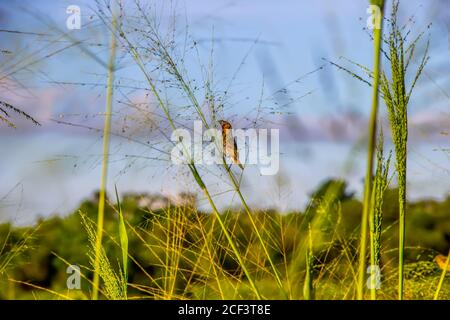 Amadina, la munia tachetée (Lonchura punctulata) se nourrit de céréales sauvages (canne à sucre) dans les conditions naturelles du plateau de montagne. Plateau central, Sri Lanka Banque D'Images