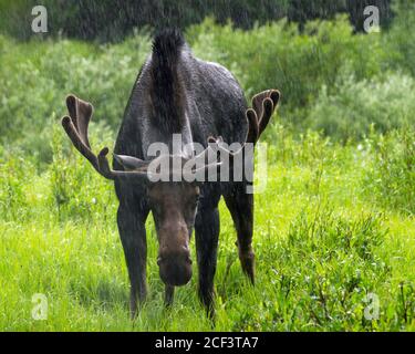 bull orignal sous la pluie Banque D'Images