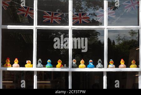 Canards en plastique dans une rangée dans une fenêtre de magasin Banque D'Images