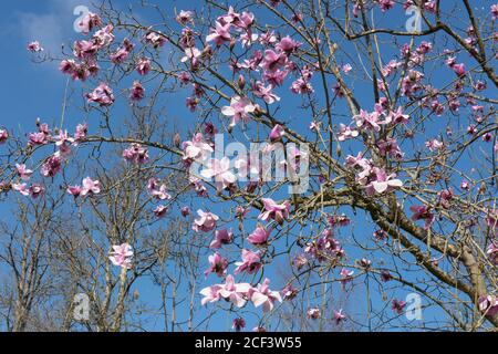 Fleurs de printemps rose vif sur un magnolia à feuilles caduques (Magnolia sprengeri) qui pousse dans un jardin de campagne à Rural Devon, Angleterre, Royaume-Uni Banque D'Images