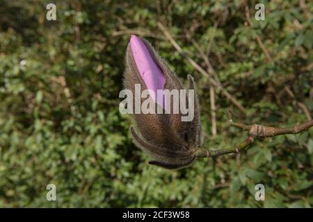 Fleurs de printemps rose vif sur un magnolia à feuilles caduques (Magnolia sprengeri) qui pousse dans un jardin de campagne à Rural Devon, Angleterre, Royaume-Uni Banque D'Images