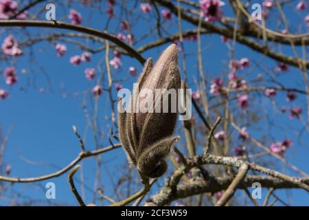 Fleurs de printemps rose vif sur un magnolia à feuilles caduques (Magnolia sprengeri) qui pousse dans un jardin de campagne à Rural Devon, Angleterre, Royaume-Uni Banque D'Images